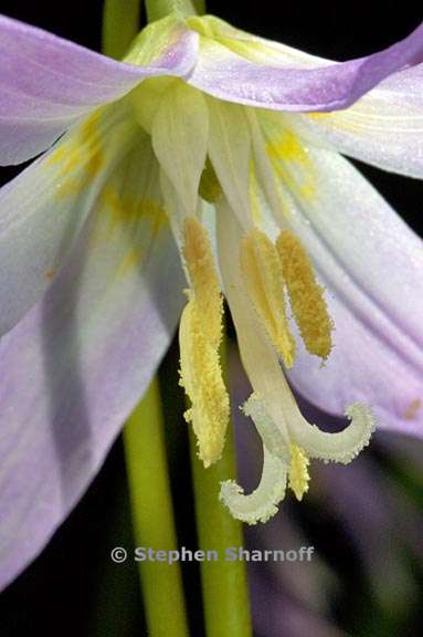 erythronium revolutum 10 graphic